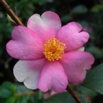 Camellia hybrid Isabel Cordelia