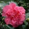 Camellia japonica Ada Pieper