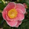 camellia japonica Adelina Patti