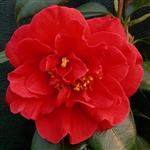 camellia japonica Adolphe Audusson