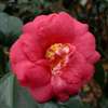 Camellia japonica Akashi-Gata