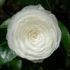 camellia japonica Alba Plena