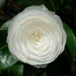 camellia japonica Alba Plena