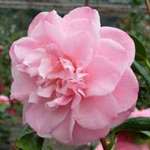 camellia japonica Annie Wylam