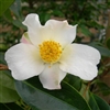 Camellia hybrid Apple Blossom
