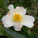 Camellia hybrid Apple Blossom