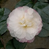 Camellia sasanqua Beatrice Emily