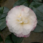 Camellia sasanqua Beatrice Emily