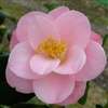 Camellia japonica Berenice Boddy