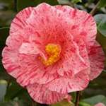 camellia japonica Betty Foy Sanders