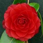 Camellia hybrid Black Lace