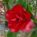 camellia japonica Black Magic