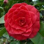 camellia japonica Black Tie