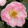 camellia hybrid Blissful Dawn