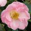 Camellia hybrid Blissful Dawn