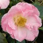 Camellia hybrid Blissful Dawn