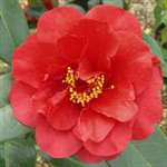 camellia japonica Bob Hope