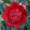 camellia japonica Bob's Tinsie