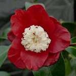 camellia japonica Bokuhan