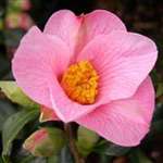 camellia williamsii hybrid Bow Bells