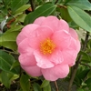 Camellia williamsii hybrid Bowen Bryant