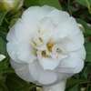 Camellia williamsii hybrid Bridal Gown