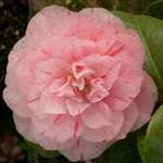 camellia japonica Carter's Sunburst