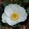 camellia japonica Charlotte de Rothschild