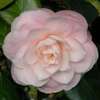camellia japonica Cheryll Lynn