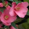 camellia hybrid Cornish Spring