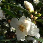 Camellia hybrid Cornish Snow