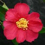 Camellia Sasanqua Crimson King
