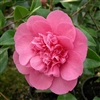 Camellia williamsii hybrid Debbie