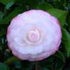 camellia japonica Desire
