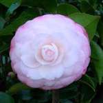 camellia japonica Desire