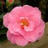 camellia williamsii hybrid Donation