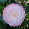camellia japonica Donnan's Dream