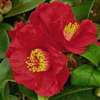 camellia japonica Dr. Burnside