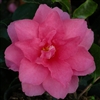 Camellia sasanqua Dwarf Shishi