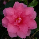 Camellia sasanqua Dwarf Shishi