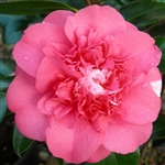 camellia japonica Elegans