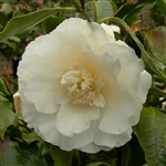 camellia japonica Elegans Champagne