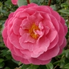 Camellia hybrid Elizabeth Anderson