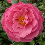 Camellia hybrid Elizabeth Anderson