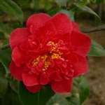 camellia japonica Elizabeth Hawkins