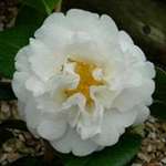 Camellia williamsii hybrid E.T.R.Carlyon