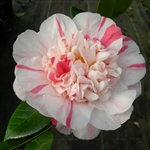 Camellia japonica Extravaganza