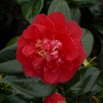 Camellia hybrid Fire 'n' Ice