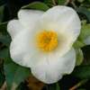 Camellia williamsii hybrid Francis Hanger