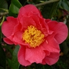 Camellia hybrid Francie L
